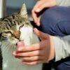 突然発症することも!猫アレルギーの気になる5つの症状と対処法
